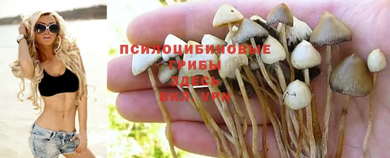 гидра tor  Белово  Галлюциногенные грибы Magic Shrooms  даркнет сайт 